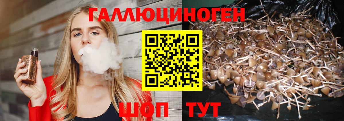 Псилоцибиновые грибы Cubensis Вышний Волочёк